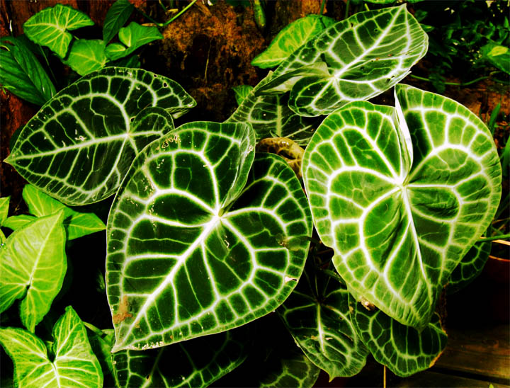 Anthurium clarinervium Matuda, Anthurium clarinervium,Exotic